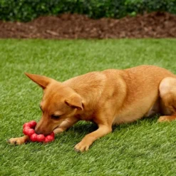 KONG Ring Dog Toy -KONG Toys Shop 150476 PT1. SY630 V1559592727