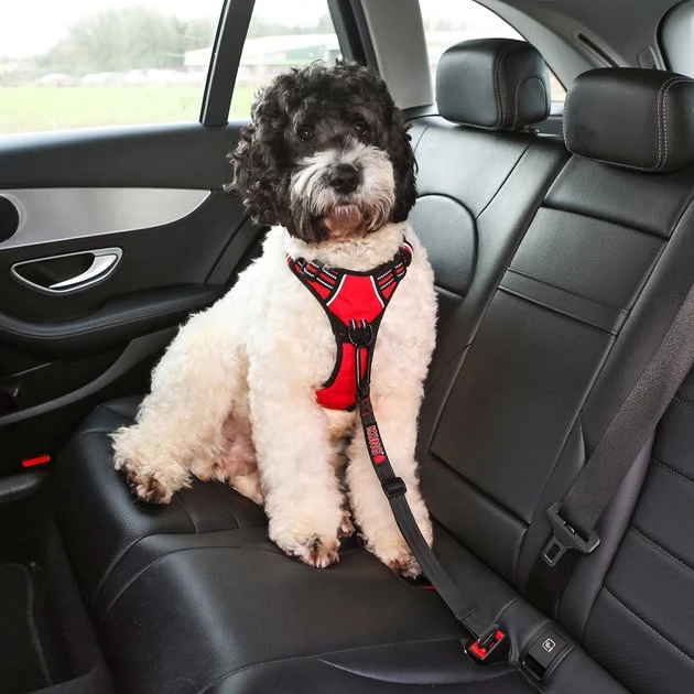 KONG Seat Belt Dog Tether 4 KONG Seat Belt Dog Tether - Image 2