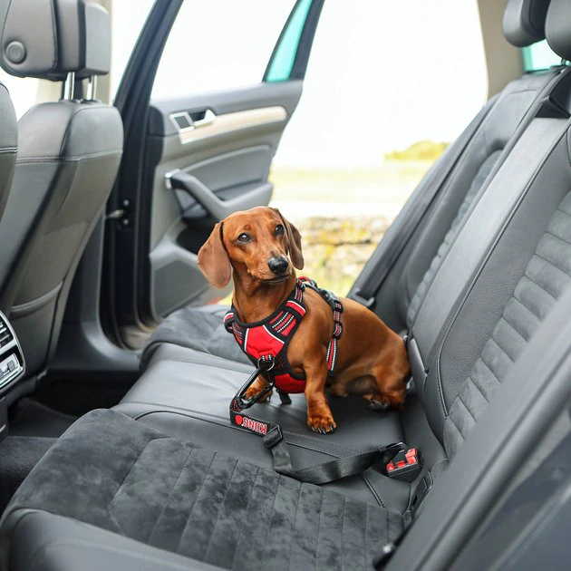 KONG Seat Belt Dog Tether 8 KONG Seat Belt Dog Tether - Image 6