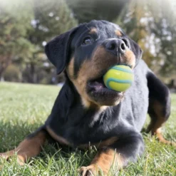 KONG Wavz Ball Dog Toy, Color Varies 8 KONG Wavz Ball Dog Toy, Color Varies -KONG Toys Shop 219733 pt2. SY630 V1581950879