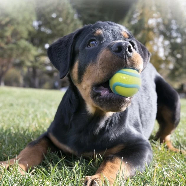 KONG Wavz Ball Dog Toy, Color Varies 5 KONG Wavz Ball Dog Toy, Color Varies - Image 3