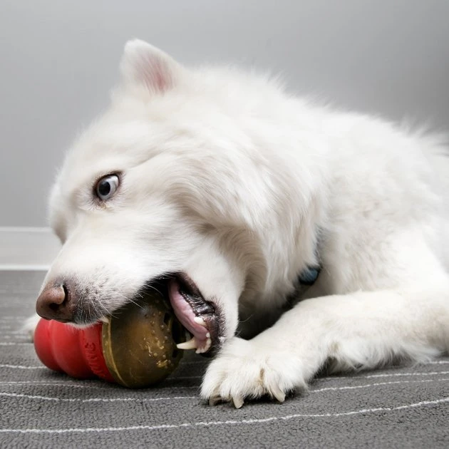 KONG Marathon Chicken Recipe Grain-Free Dog Chew Large Treats 5 KONG Marathon Chicken Recipe Grain-Free Dog Chew Large Treats - Image 3