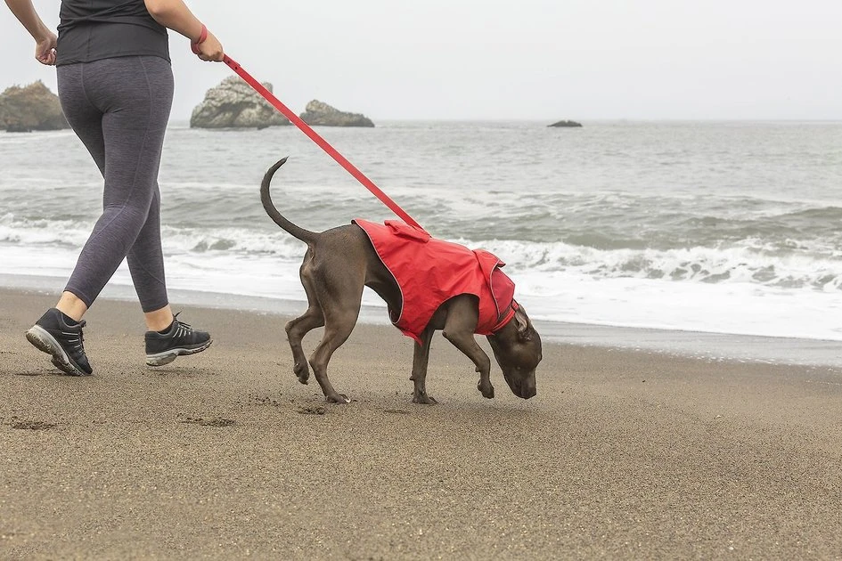 KONG Packable Dog Raincoat 8 KONG Packable Dog Raincoat - Image 6