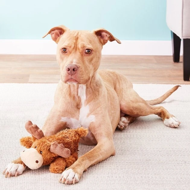 KONG Cozie Marvin the Moose Plush Dog Toy, Medium & KONG Cozie Baily the Blue Dog Toy 5 KONG Cozie Marvin the Moose Plush Dog Toy, Medium & KONG Cozie Baily the Blue Dog Toy - Image 3