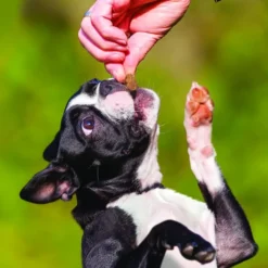 KONG Bites Mini Grain-Free Peanut Butter Dog Treats, 5-oz bag 8 KONG Bites Mini Grain-Free Peanut Butter Dog Treats, 5-oz bag -KONG Toys Shop 295108 PT2. SY630 V1623139674