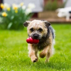 KONG Classic Toy + Calming Chews Small Dog Supplement 14 KONG Classic Toy + Calming Chews Small Dog Supplement -KONG Toys Shop 303680 PT4. SY630 V1623076348