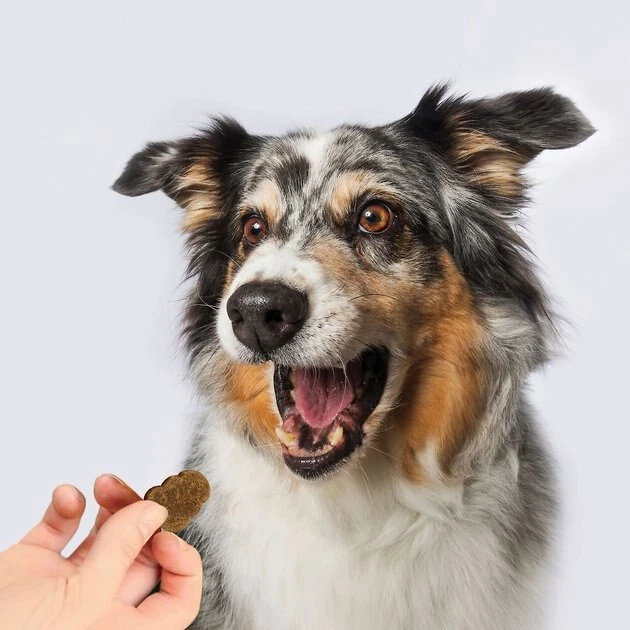 KONG Mobility Soft & Chewy Dog Supplement 4 KONG Mobility Soft & Chewy Dog Supplement - Image 2