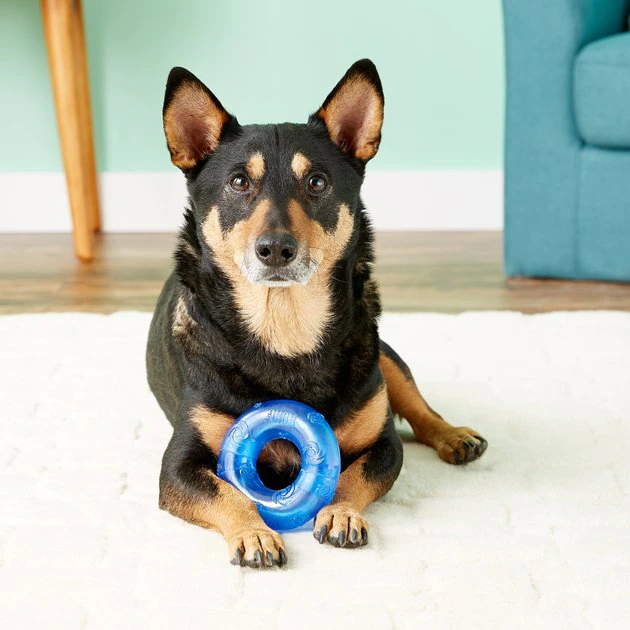 KONG Squeezz Ring Dog Toy, Color Varies 6 KONG Squeezz Ring Dog Toy, Color Varies - Image 4