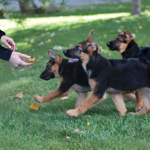 KONG Kitchen Poke Party' Salmon Crunchy Biscuit Dog Treats, 8-oz box 4 KONG Kitchen Poke Party' Salmon Crunchy Biscuit Dog Treats, 8-oz box - Image 2