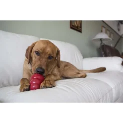 KONG Stuff'N Liver Snacks Crunchy Dog Treats 11 KONG Stuff'N Liver Snacks Crunchy Dog Treats -KONG Toys Shop 53863 PT3. SY630 V1490986078