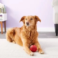 KONG Stuff a Ball Dog Toy -KONG Toys Shop 59159 PT4. SY630 V1603148190