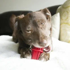 KONG Dental Stick Dog Toy 8 KONG Dental Stick Dog Toy -KONG Toys Shop 59168 PT3. SY630 V1603156888