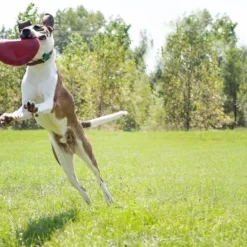 KONG Classic Flyer Dog Toy -KONG Toys Shop 59177 PT6. SY630 V1603166799