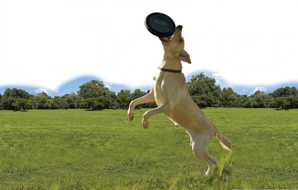 KONG Extreme Flyer Dog Toy 6 KONG Extreme Flyer Dog Toy - Image 4