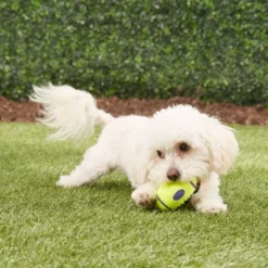 KONG AirDog Football Dog Toy -KONG Toys Shop 59282 PT2. SY630 V1605347211