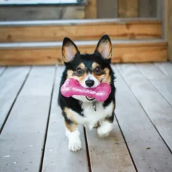 KONG Squeezz Crackle Dumbbell for Dogs, Color Varies 9 KONG Squeezz Crackle Dumbbell for Dogs, Color Varies -KONG Toys Shop 84461 PT2. SY630 V1631770779