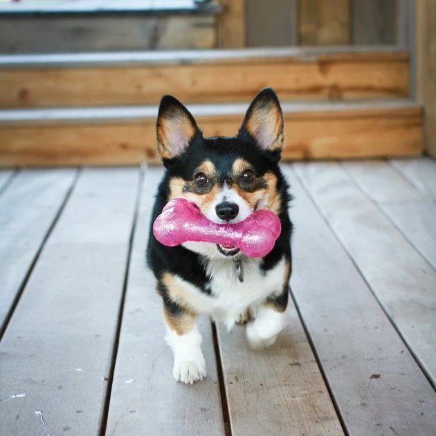 KONG Squeezz Crackle Bone for Dogs, Color Varies 4 KONG Squeezz Crackle Bone for Dogs, Color Varies - Image 2