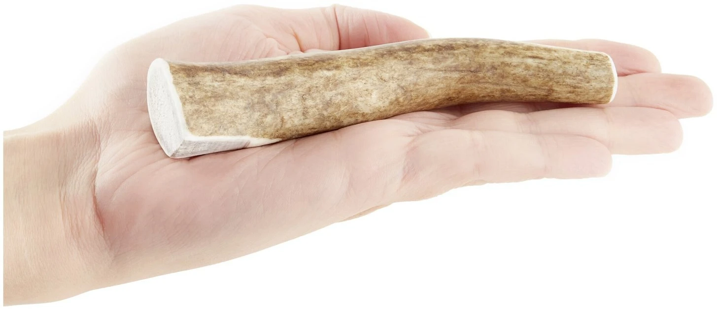 KONG Wild Whole Elk Antler Dog Chew 6 KONG Wild Whole Elk Antler Dog Chew - Image 4