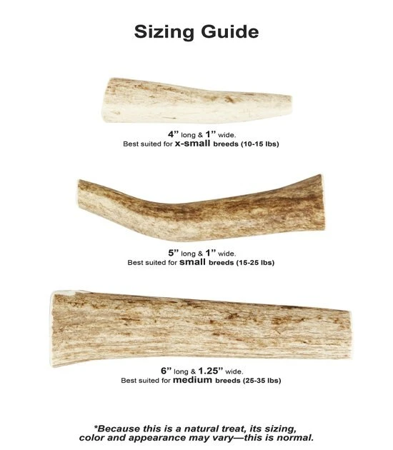 KONG Wild Whole Elk Antler Dog Chew 7 KONG Wild Whole Elk Antler Dog Chew - Image 5