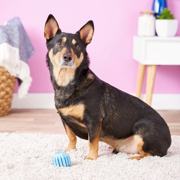 KONG Puppy Activity Ball Dog Toy, Color Varies 7 KONG Puppy Activity Ball Dog Toy, Color Varies - Image 5