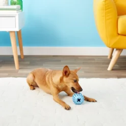 KONG Puppy Activity Ball Dog Toy, Color Varies 15 KONG Puppy Activity Ball Dog Toy, Color Varies -KONG Toys Shop 91191 PT5. SY630 V1603156594