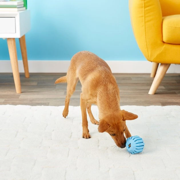 KONG Puppy Activity Ball Dog Toy, Color Varies 9 KONG Puppy Activity Ball Dog Toy, Color Varies - Image 7