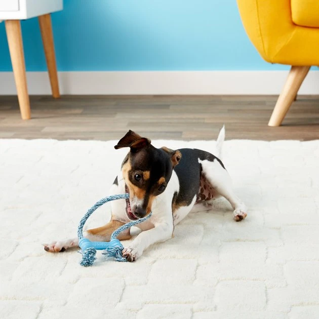 KONG Puppy Goodie Bone with Rope Dog Toy, Color Varies 7 KONG Puppy Goodie Bone with Rope Dog Toy, Color Varies - Image 5